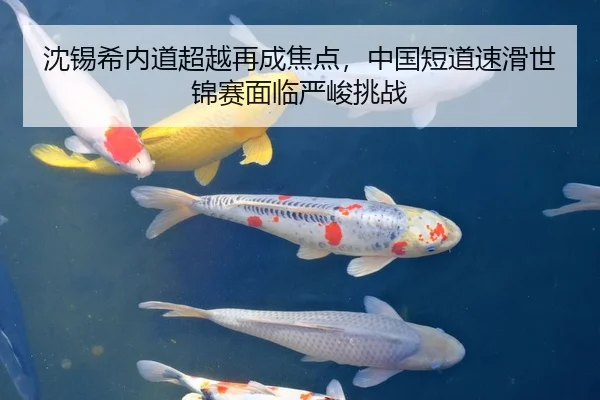 沈锡希内道超越再成焦点，中国短道速滑世锦赛面临严峻挑战